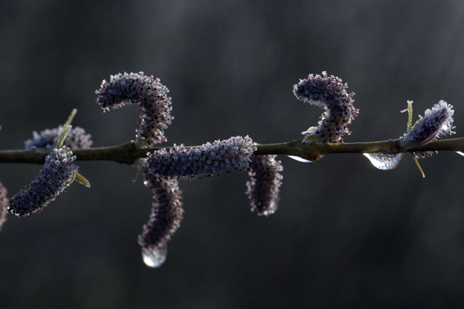 Salix koriyanagi au Jardin de la Salamandre en Dordogne