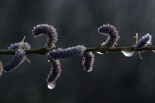 Salix kori yanagi au Jardin de la Salamandre en Dordogne