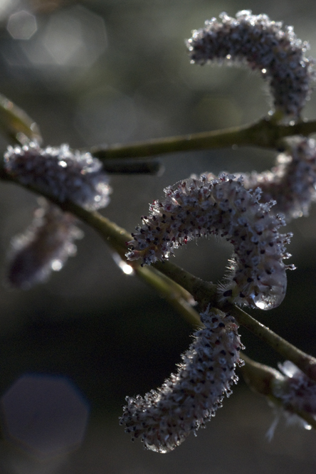 Salix koriyanagi 2au Jardin de la Salamandre en Dordogne