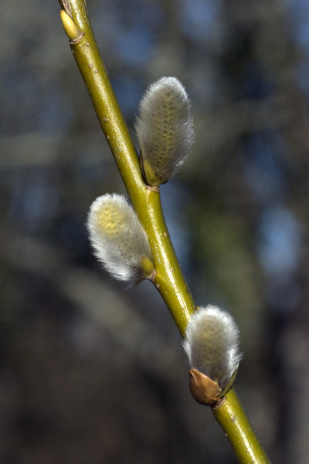 Salix lutea au Jardin de la Salamandre en Dordogne