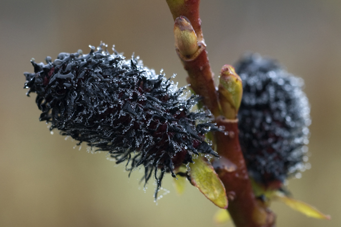 Salix gracilistyla  var. melanostachys au Jardin de la Salamandre en Dordogne