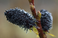 Salix gracilistyla 'Melanostachys au Jardin de la Salamandre en Dordogne