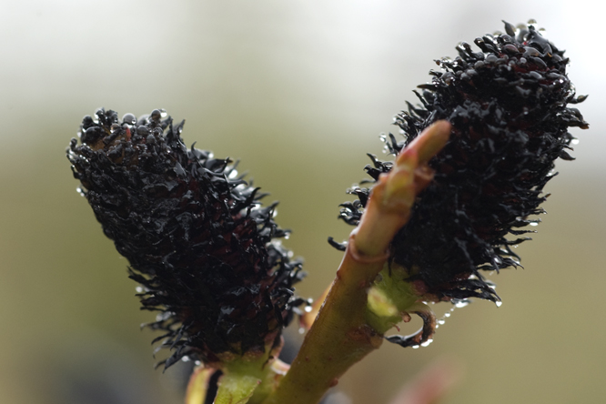 Salix gracilistyla  var. melanostachys 3 au Jardin de la Salamandre en Dordogne