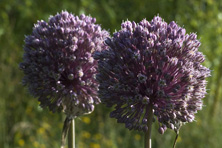 Allium ampeloprasum au Jardin de la Salamandre