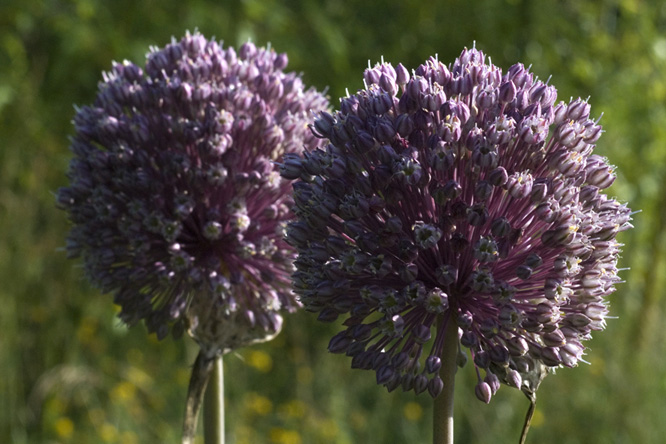 Allium ampeloprasum au Jardin de la Salamandre