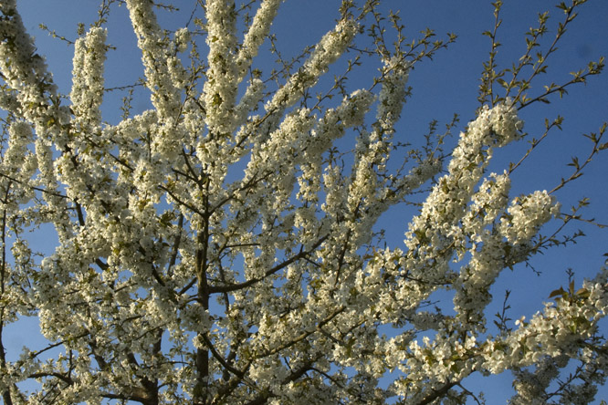 Bigarreau Géant d'Hedelfingen 2 au Jardin de la Salamandre