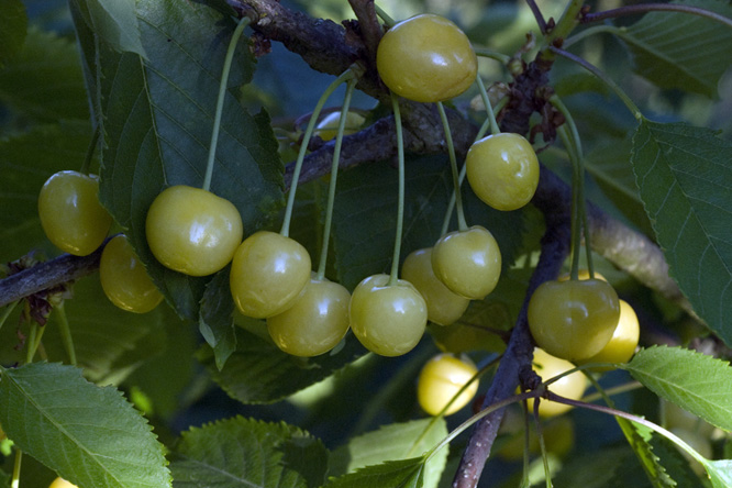 Bigarreau Blanc Trompe-Geai au Jardin de la Salamandre