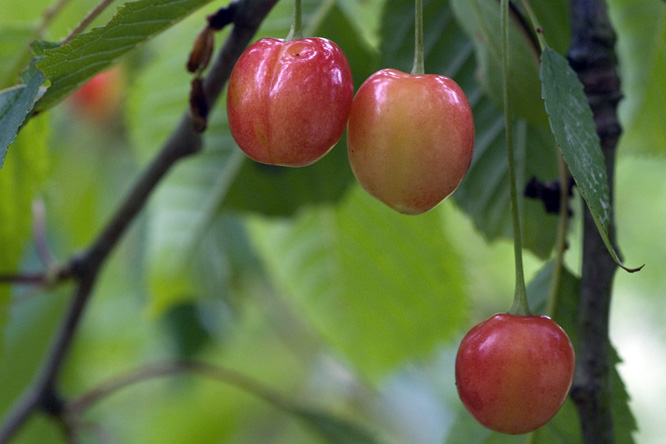 Cerise 'Belliquette' dans les vergers du Jardin de la Salamandre