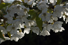 Cerisier en fleurs au Jardin de la Salamandre