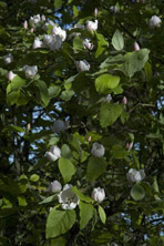 Cognassier commun au Jardin de la Salamandre