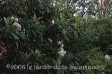 Bibacier au jardin de la Salamandre