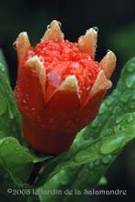 Fleur de grenadier
