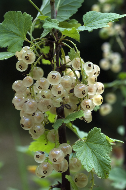 Cerise blanche au Jardin de la Salamandre