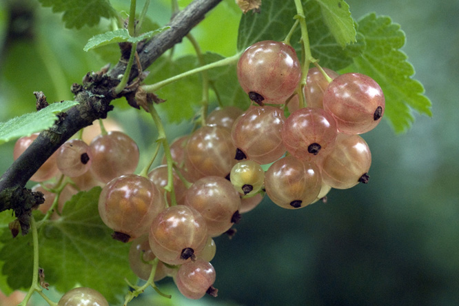   Groseille 'Gloire des Sablons' au Jardin de la Salamandre 