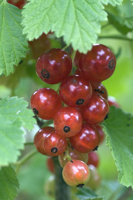 Jonkheer van Tets au Jardin de la Salamandre