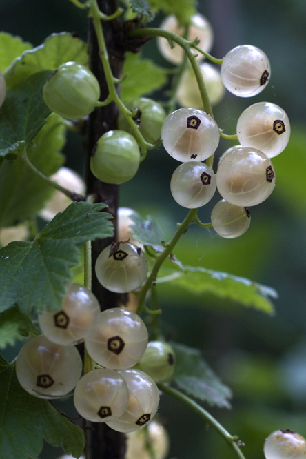 Versaillaise blanche 2 au Jardin de la Salamandre