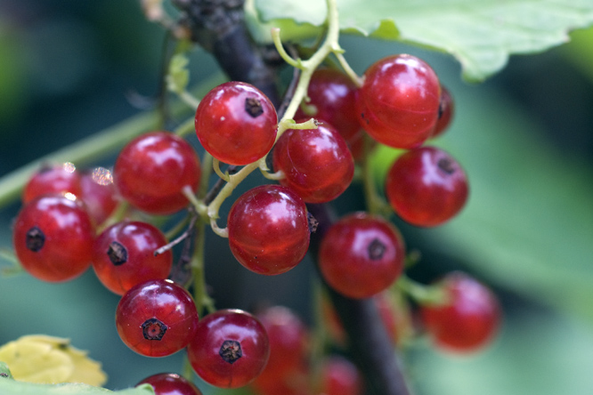 Versaillaise rouge au Jardin de la Salamandre