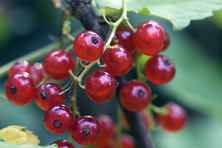 Groseille Versaillaise rouge au Jardin de la Salamandre