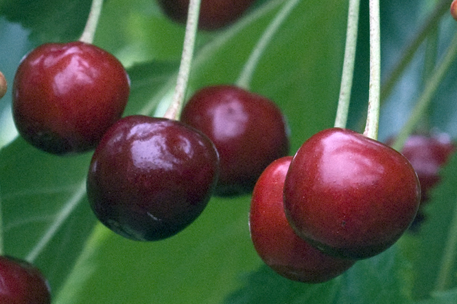 Guigne Amourette 2 au Jardin de la Salamandre