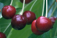 Guigne 'Amourette' au Jardin de la Salamandre