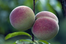 Pêche 'Charles Roux' au Jardin de la Salamandre