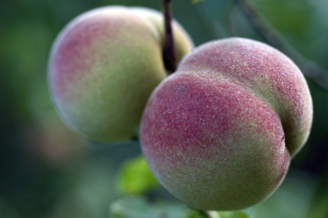 Pêche 'Charles Roux' 2 au Jardin de la Salamandre