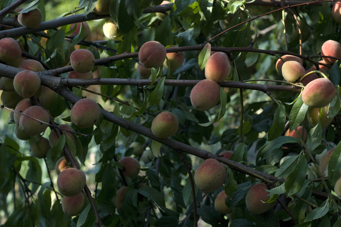 Pêche 'Jaune Miel' au Jardin de la Salamandre