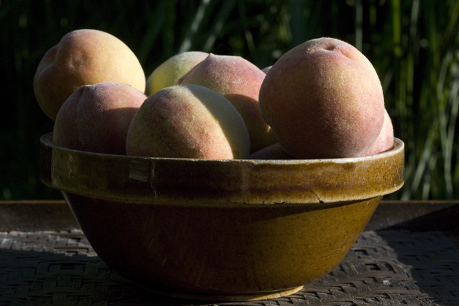 Pêche Roussane de Monein 2 au Jardin de la Salamandre