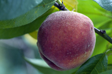 Roussane de Monein au Jardin de la Salamandre