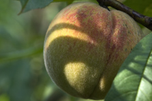 Roussane Royale au Jardin de la Salamandre
