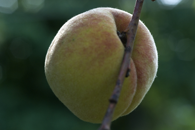 Pêche 'Roussane Royale' 2 au Jardin de la Salamandre