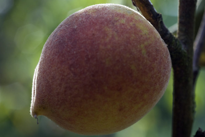 Pêche 'Roussane Royale' 3 au Jardin de la Salamandre
