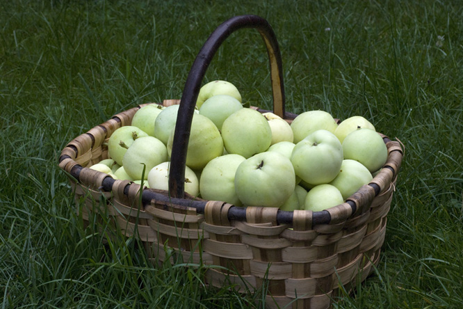 r&eacute;colte de pomme 'Transparente Blanche' au Jardin de la Salamandre