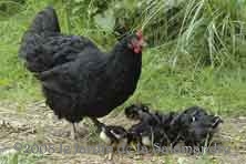 Poules de race gasconne au Jardin de la Salamandre en Dordogne