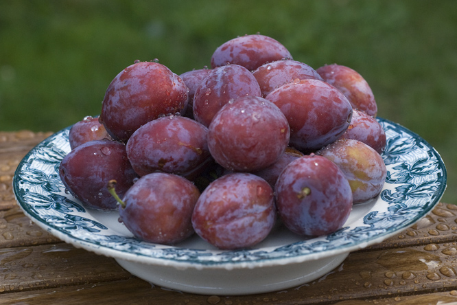 Prune 'Impériale Murat' au Jardin de la Salamandre