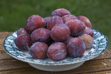 Prune Impériale Murat au Jardin de la Salamandre