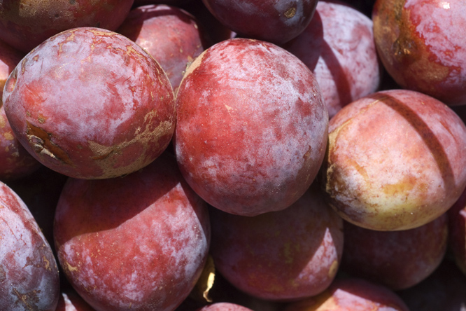Prune Imperiale Murat  au Jardin de la Salamandre