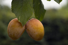 Prune 'Monsieur Jaune' au Jardin de la Salamandre