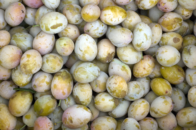 Prune 'Monsieur Jaune' 2 au Jardin de la Salamandre
