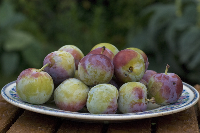 'Reine-Claude Diaphane' au Jardin de la Salamandre