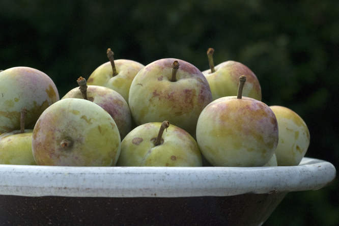 'Reine-Claude Diaphane' 2 au Jardin de la Salamandre