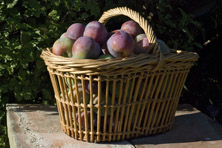 Prune 'Royale de Montauban' au Jardin de la Salamandre