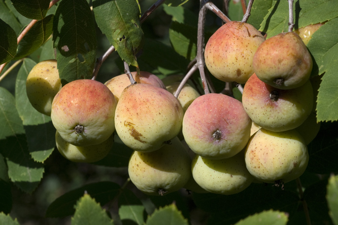 Cormier (Sorbus domestica) au Jardin de la Salamandre