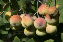 Cormier au Jardin de la Salamandre