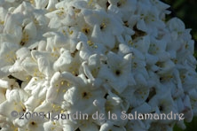 Viburnum carlesii au Jardin de la Salamandre en Dordogne
