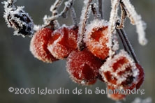 Viburnum opulus au Jardin de la Salamandre en Dordogne