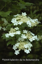 Viburnum opulus au Jardin de la Salamandre en Dordogne