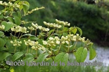 Viburnum plicatum 'Shasta' au Jardin de la Salamandre en Dordogne