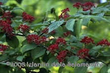 Viburnum plicatum 'Shasta' au Jardin de la Salamandre en Dordogne