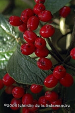 Viburnum rhytidophylloides 'Willowwood' au Jardin de la Salamandre en Dordogne 